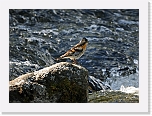 jarripeippo Brambling * 800 x 584 * (397KB)